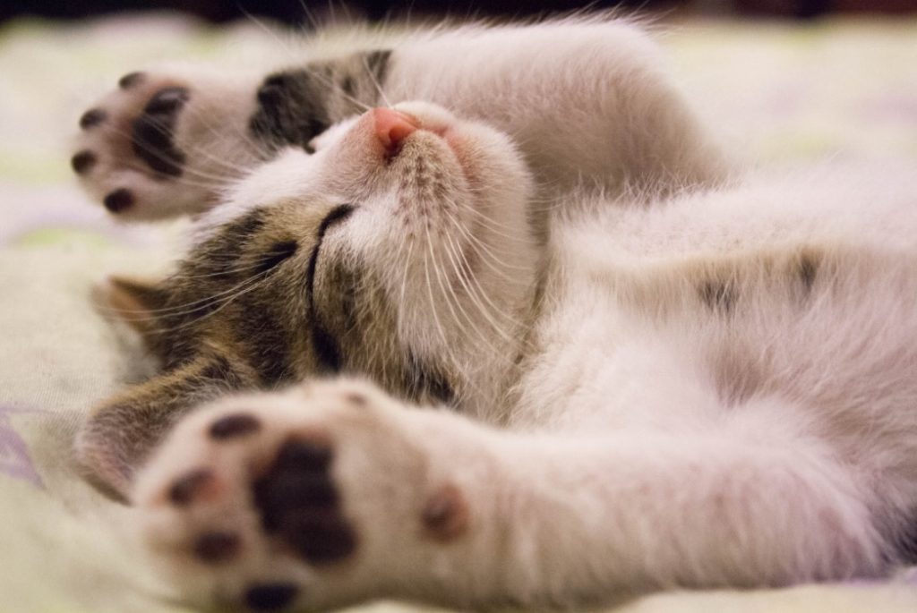 starting martial arts may help you sleep like this kitten