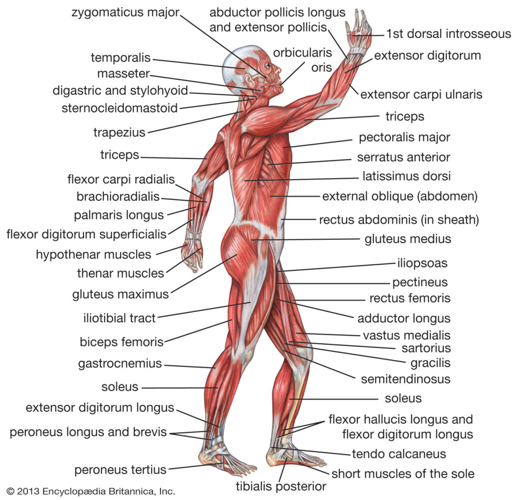 Anatomy of the human body. You'll be using many of these during Muay Thai martial arts classes.